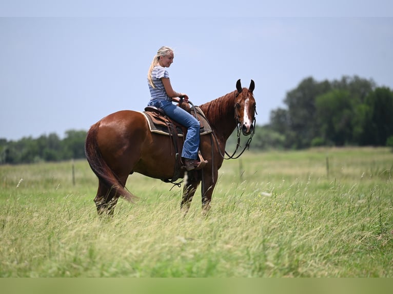 American Quarter Horse Gelding 5 years Chestnut in Waco