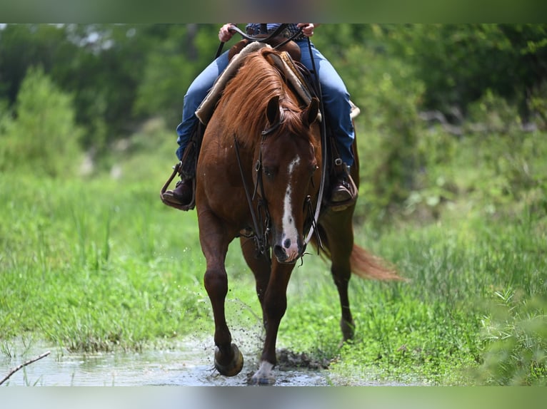 American Quarter Horse Gelding 5 years Chestnut in Waco