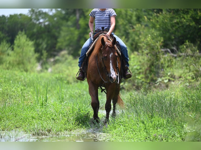 American Quarter Horse Gelding 5 years Chestnut in Waco