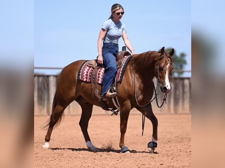American Quarter Horse Gelding 5 years Chestnut in Waco