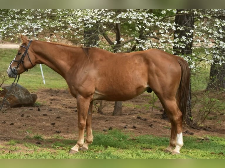 American Quarter Horse Gelding 5 years Chestnut in Dinwiddie