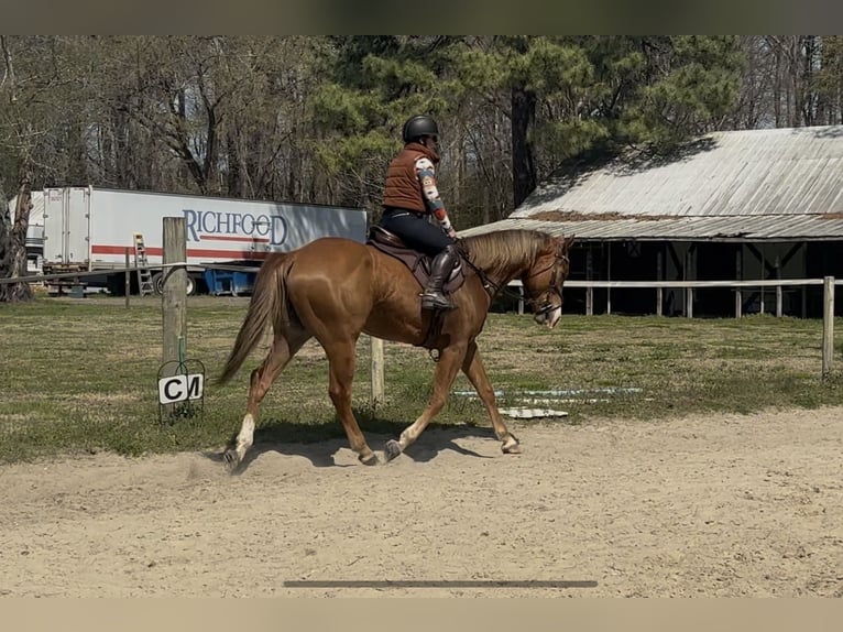 American Quarter Horse Gelding 5 years Chestnut in Dinwiddie
