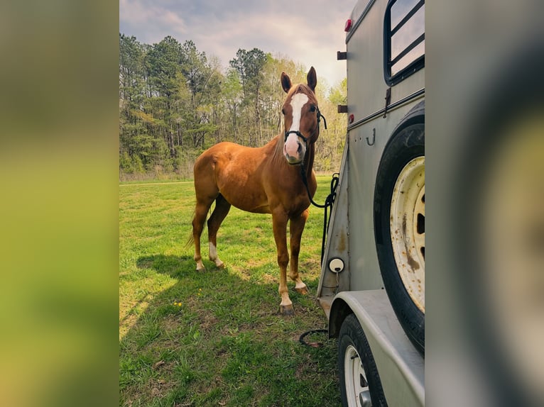 American Quarter Horse Gelding 5 years Chestnut in Dinwiddie
