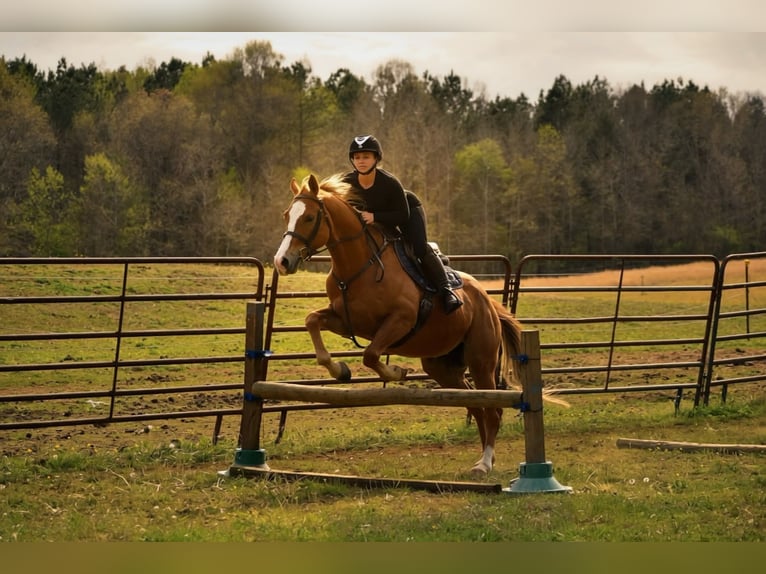 American Quarter Horse Gelding 5 years Chestnut in Dinwiddie