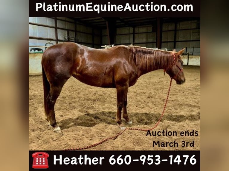 American Quarter Horse Gelding 5 years Chestnut in Bolivar MO