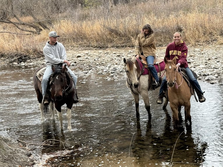 American Quarter Horse Gelding 5 years Dun in Fort Collins