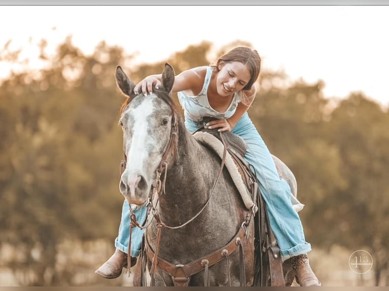 American Quarter Horse Gelding 5 years Gray-Dapple in Weatherford, TX