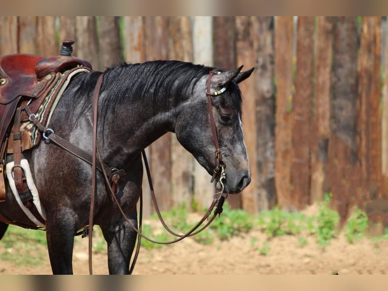 American Quarter Horse Gelding 5 years Gray in Joshua, TX