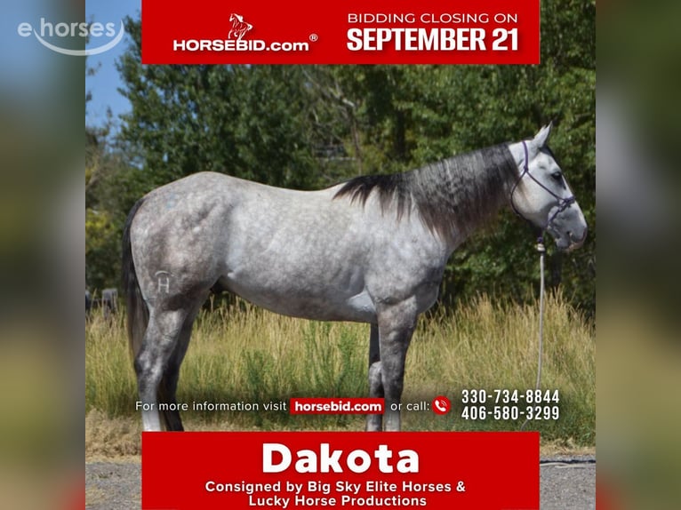 American Quarter Horse Gelding 5 years Grey-Dapple in Bozeman