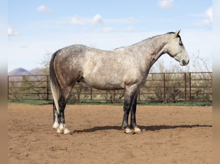 American Quarter Horse Gelding 5 years Grey in Wickenburg