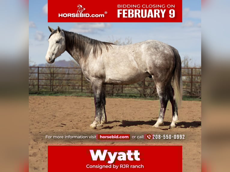 American Quarter Horse Gelding 5 years Grey in Wickenburg