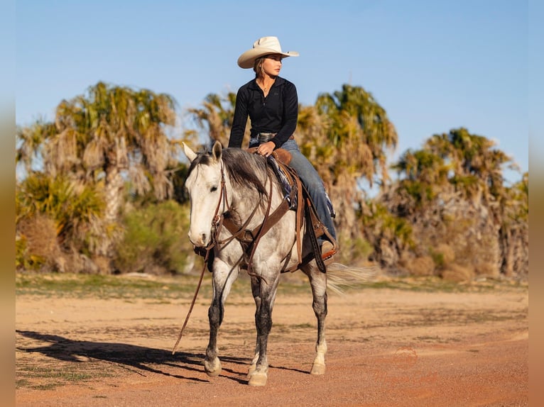 American Quarter Horse Gelding 5 years Grey in Wickenburg
