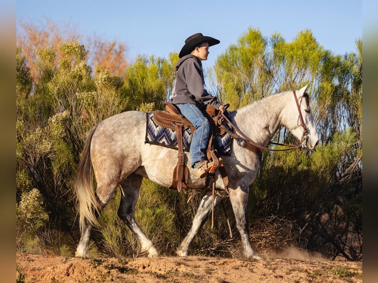 American Quarter Horse Gelding 5 years Grey in Wickenburg