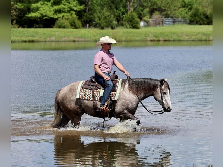 American Quarter Horse Gelding 5 years Grey in Buffalo