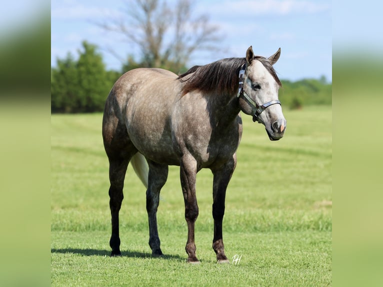 American Quarter Horse Gelding 5 years Grey in Buffalo