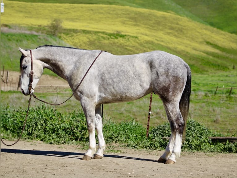 American Quarter Horse Gelding 5 years Grey in Tres Pinos