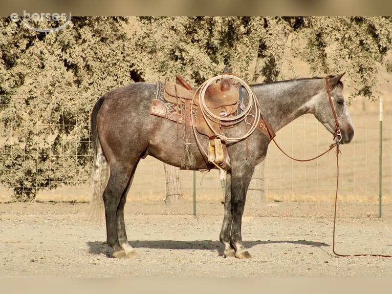 American Quarter Horse Gelding 5 years Grey in Tres Pinos