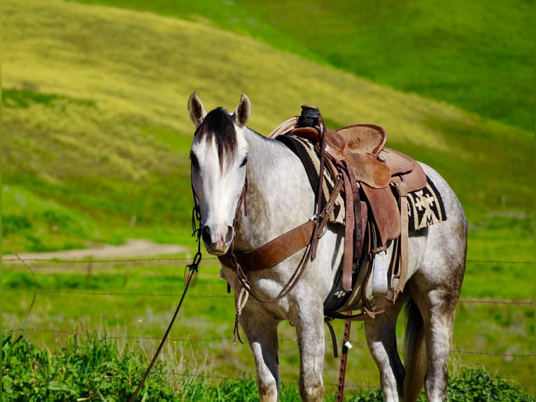 American Quarter Horse Gelding 5 years Grey in Tres Pinos