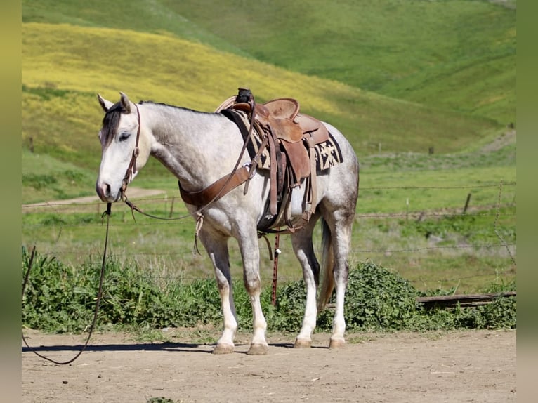 American Quarter Horse Gelding 5 years Grey in Tres Pinos