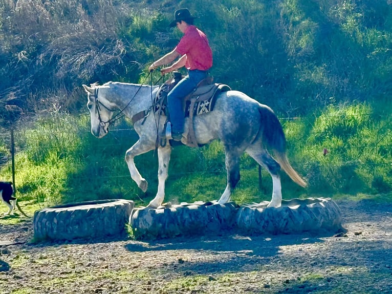 American Quarter Horse Gelding 5 years Grey in Tres Pinos