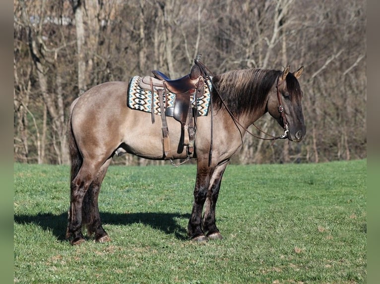 American Quarter Horse Gelding 5 years Grullo in Mount Vernon
