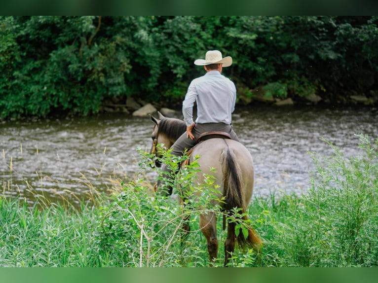 American Quarter Horse Gelding 5 years Grullo in Independence