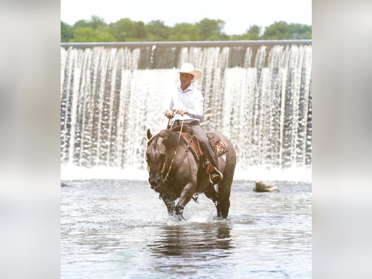American Quarter Horse Gelding 5 years Grullo in Independence