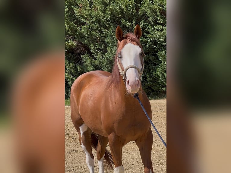American Quarter Horse Gelding 5 years Overo-all-colors in Capocolle