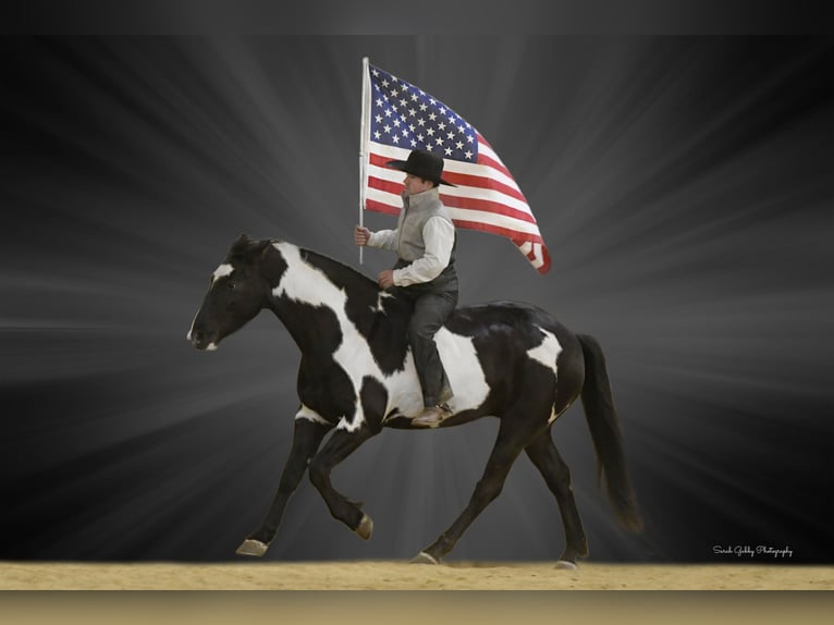 American Quarter Horse Gelding 5 years Overo-all-colors in Fairbank IA