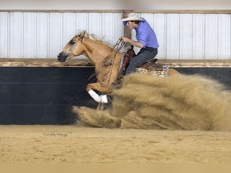 American Quarter Horse Gelding 5 years Palomino in Oelwein