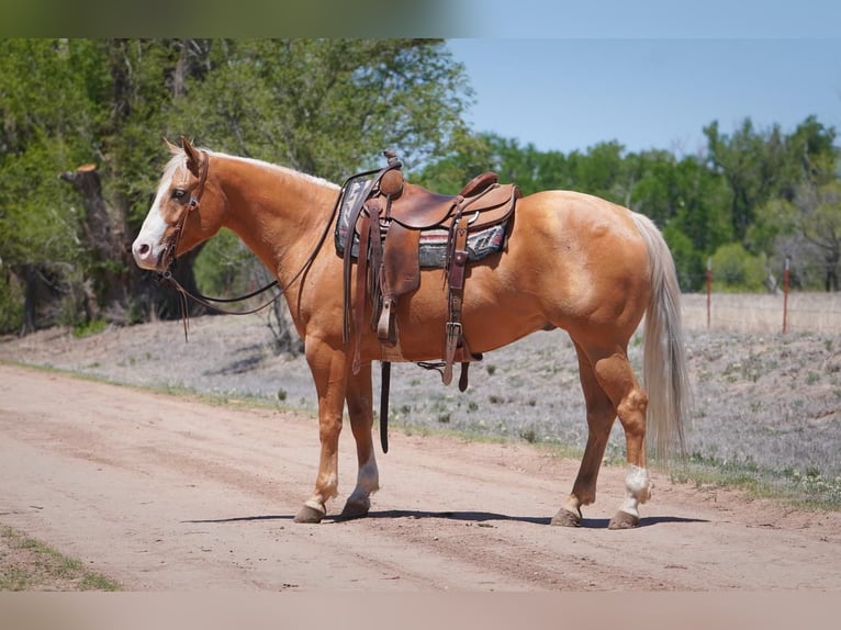 Buckle Up: Trophy buckles remain a source of pride for event winners