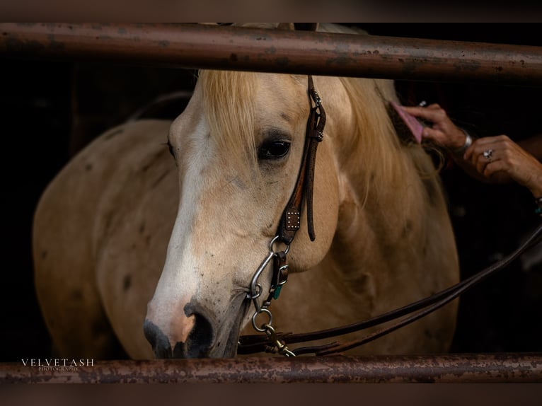 American Quarter Horse Gelding 5 years Palomino in Aubrey
