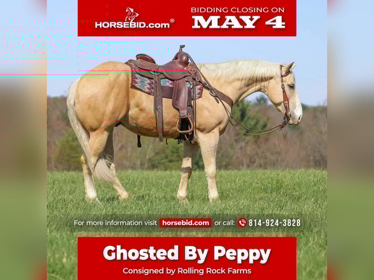 American Quarter Horse Gelding 5 years Palomino in Clarion