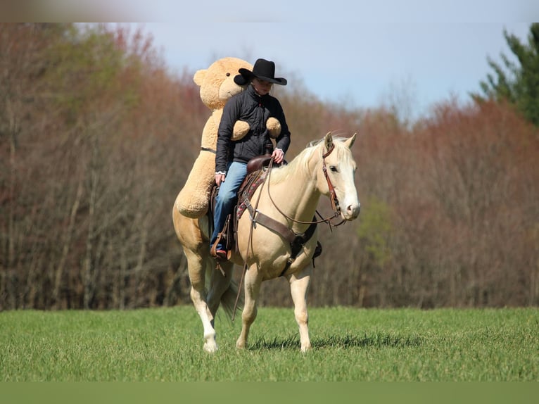 American Quarter Horse Gelding 5 years Palomino in Clarion