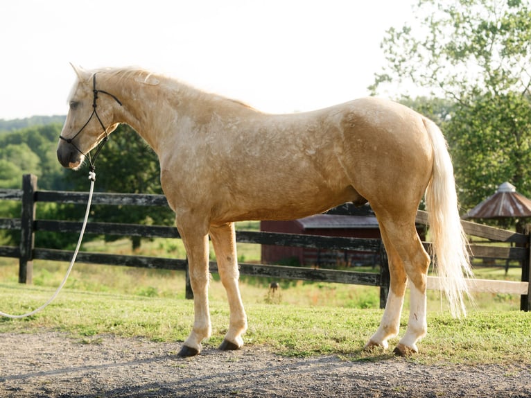 American Quarter Horse Gelding 5 years Palomino in Honey Brook