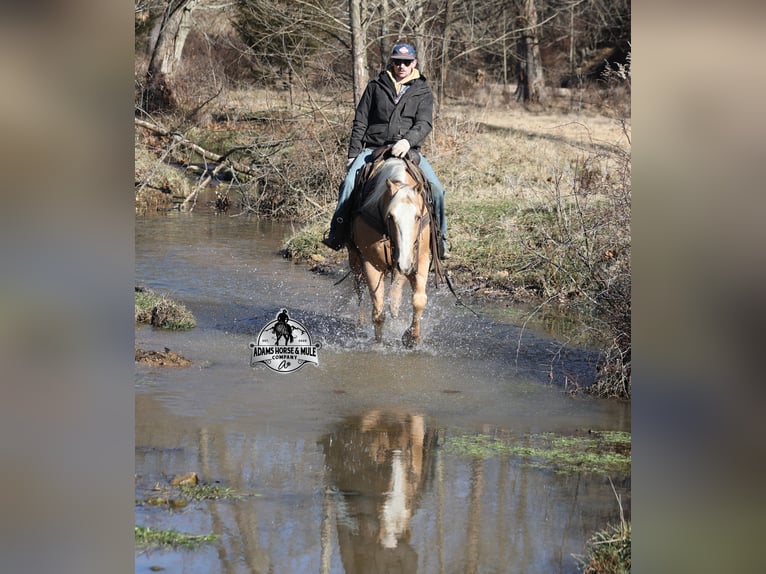 American Quarter Horse Gelding 5 years Palomino in Mount Vernon