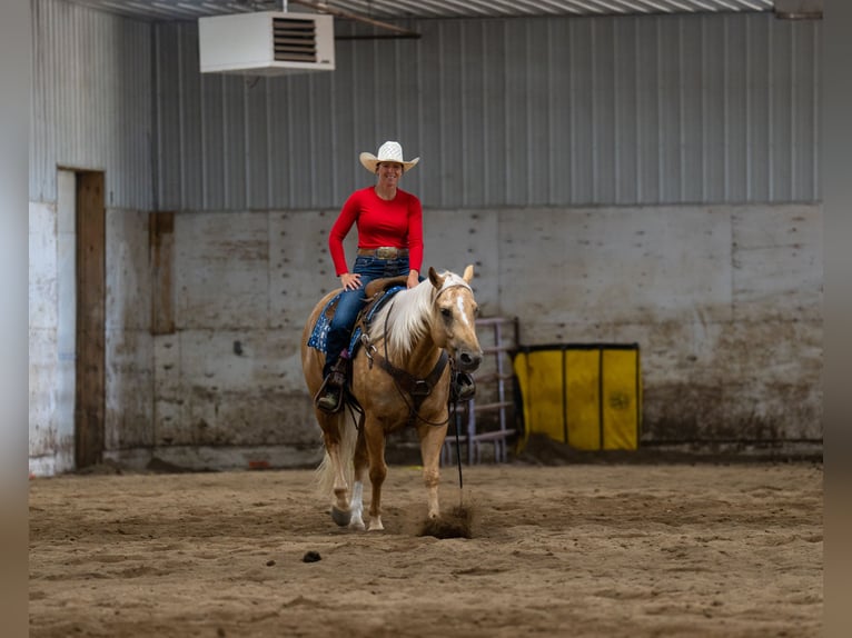 American Quarter Horse Gelding 5 years Palomino in Nevis