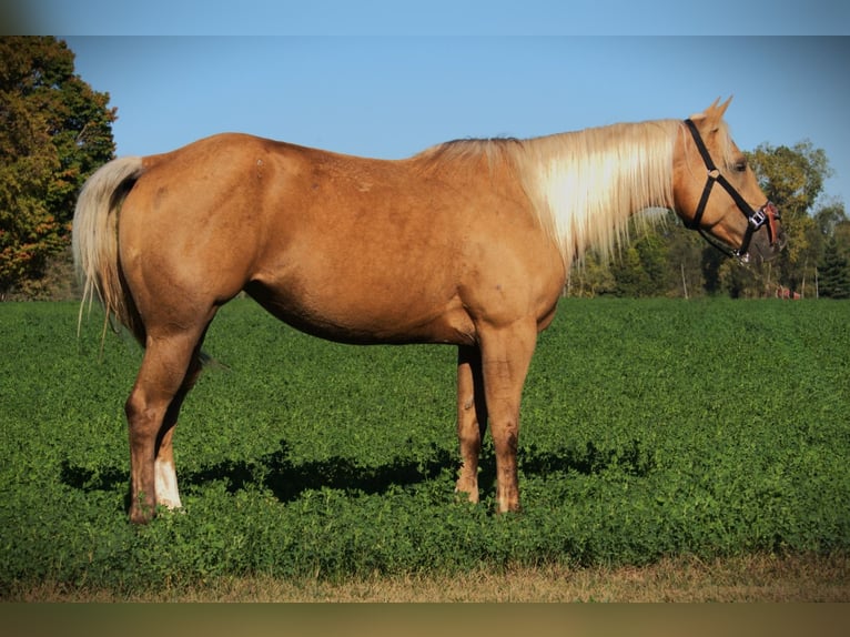 American Quarter Horse Gelding 5 years Palomino in Saint Joe
