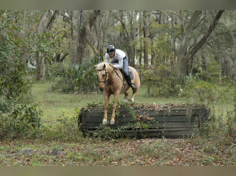 American Quarter Horse Gelding 5 years Palomino in Lisbon