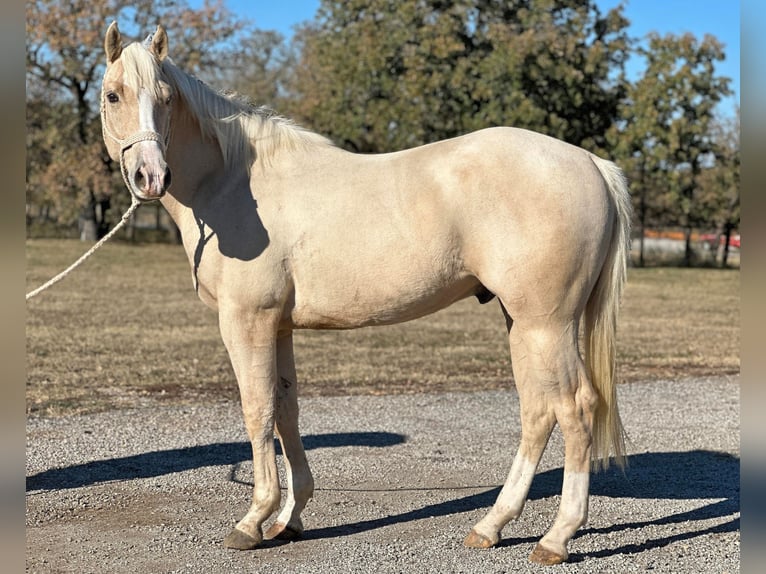 American Quarter Horse Gelding 5 years Palomino in Jacksboro TX