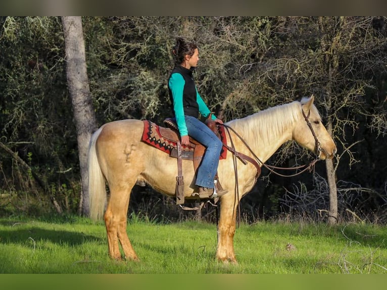American Quarter Horse Gelding 5 years Palomino in Pleasant Grove MO