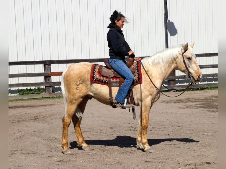 American Quarter Horse Gelding 5 years Palomino in Pleasant Grove MO