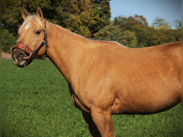 American Quarter Horse Gelding 5 years Palomino in Saint Joe IN