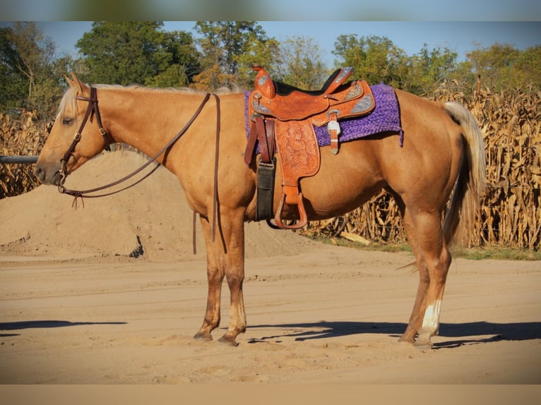 American Quarter Horse Gelding 5 years Palomino in Saint Joe IN