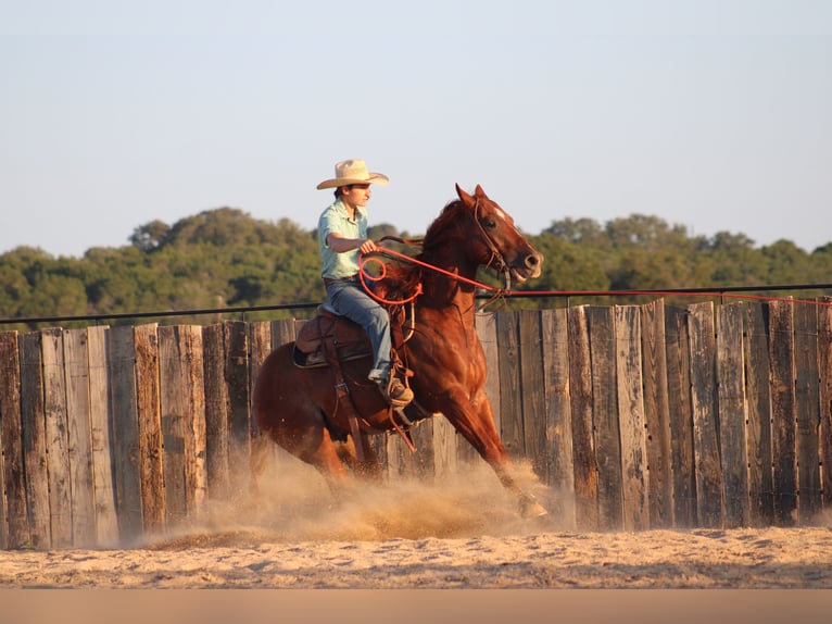American Quarter Horse Gelding 5 years Rabicano in Killeen