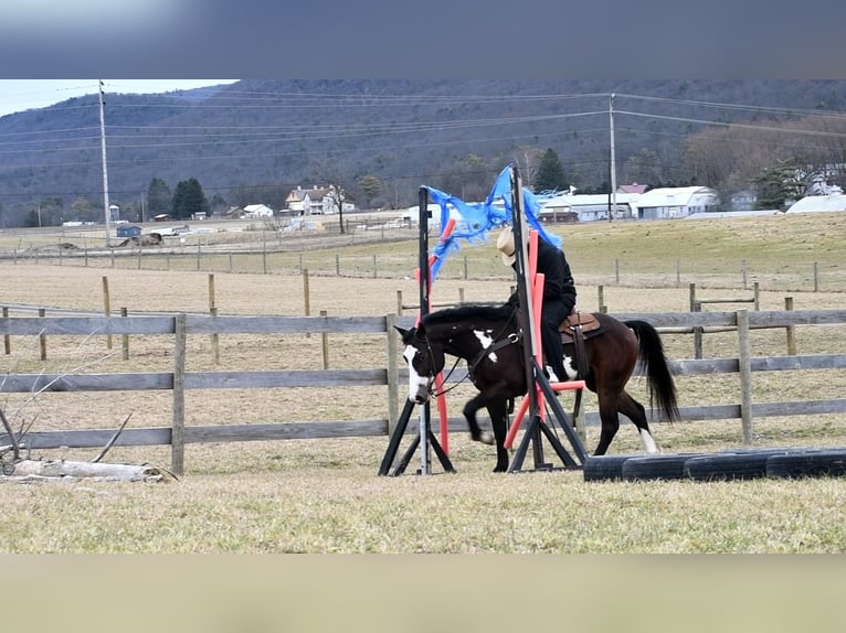 American Quarter Horse Gelding 5 years in Rebersburg, PA