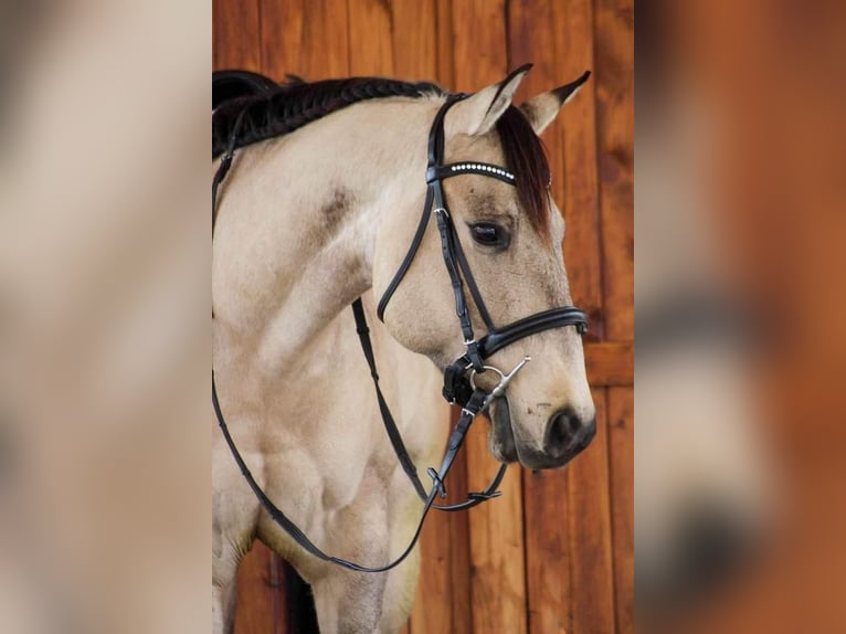American Quarter Horse Gelding 5 years in Shippenville, PA