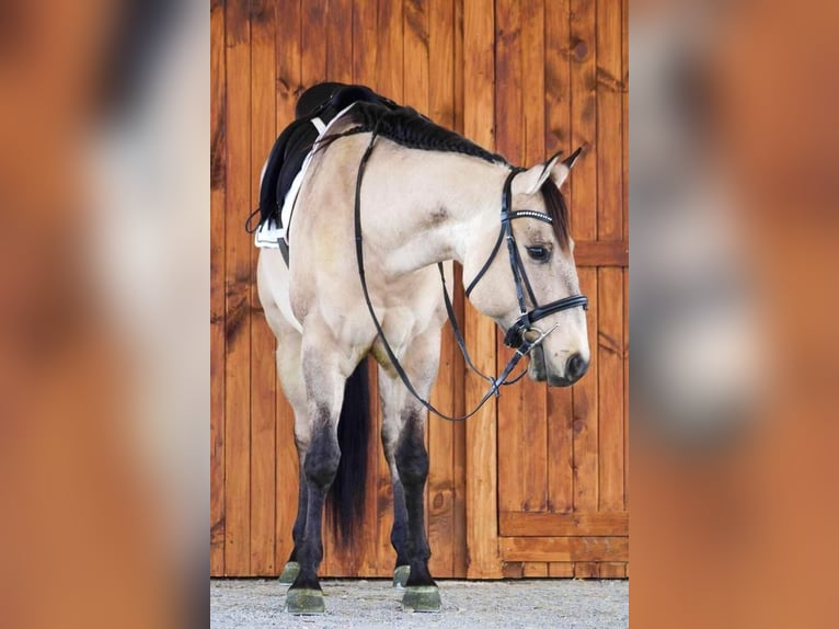 American Quarter Horse Gelding 5 years in Shippenville, PA