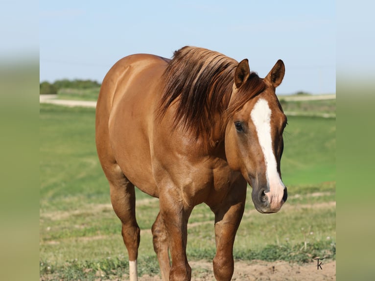 American Quarter Horse Gelding 5 years Red Dun in Bellevue