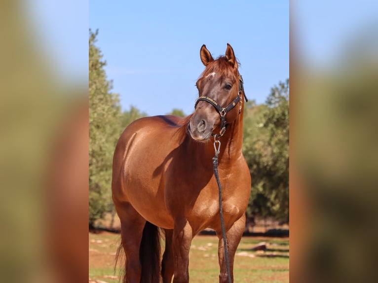 American Quarter Horse Gelding 5 years Red Dun in Ostuni